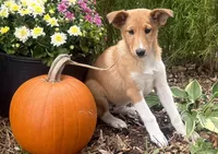 Shelby, a female Shiba Inu and Shetland Sheepdog for sale in Thorp, WI – 6 of 10