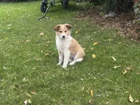 Jasper, a male Shiba Inu and Shetland Sheepdog for sale in Thorp, WI – 9 of 10