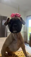 Daisy, a female French Bulldog and Pug for sale in Thorp, WI – 7 of 10