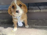 Rascal, a male Cavapoo for sale in Thorp, WI – 3 of 9