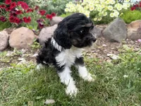 Bill, a male Cavapoo for sale in Thorp, WI – 6 of 10