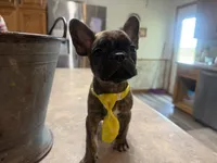 Peanut, a male French Bulldog and Pug for sale in Thorp, WI – 5 of 10