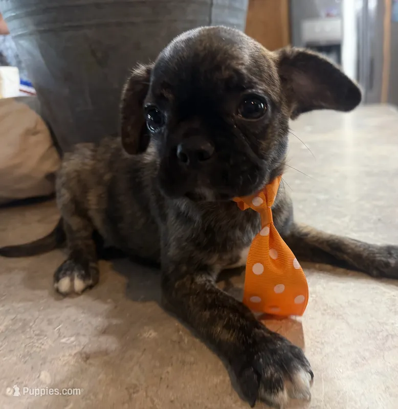 Coffee Bean – French Bulldog, Pug puppy for sale in Thorp, WI