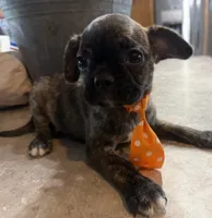 Coffee Bean, a male French Bulldog and Pug for sale in Thorp, WI – 1 of 10