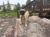 Daisy, a female French Bulldog and Pug for sale in Thorp, WI – 3 of 10