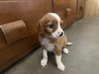 Jingle, a male Cavapoo for sale in Thorp, WI – 9 of 9