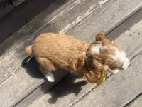 Rusty, a male Cavapoo for sale in Thorp, WI – 3 of 10