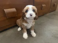 Sparky, a male Cavapoo for sale in Thorp, WI – 7 of 10