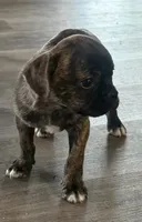 Coffee Bean, a male French Bulldog and Pug for sale in Thorp, WI – 4 of 10