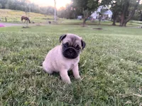 AKC River, a male Pug for sale in Thorp, WI – 8 of 10