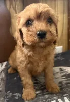 Buddy, a male Cavapoo for sale in Thorp, WI – 10 of 10