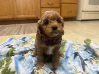Naomi, a female Cavapoo for sale in Thorp, WI – 3 of 10