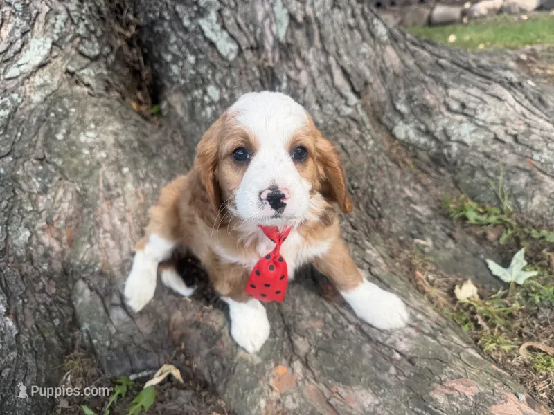 Ricky – Cavapoo puppy for sale in Thorp, WI