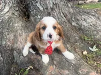 Ricky, a male Cavapoo for sale in Thorp, WI – 1 of 10