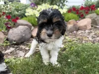 Bode, a male Cavapoo for sale in Thorp, WI – 9 of 10