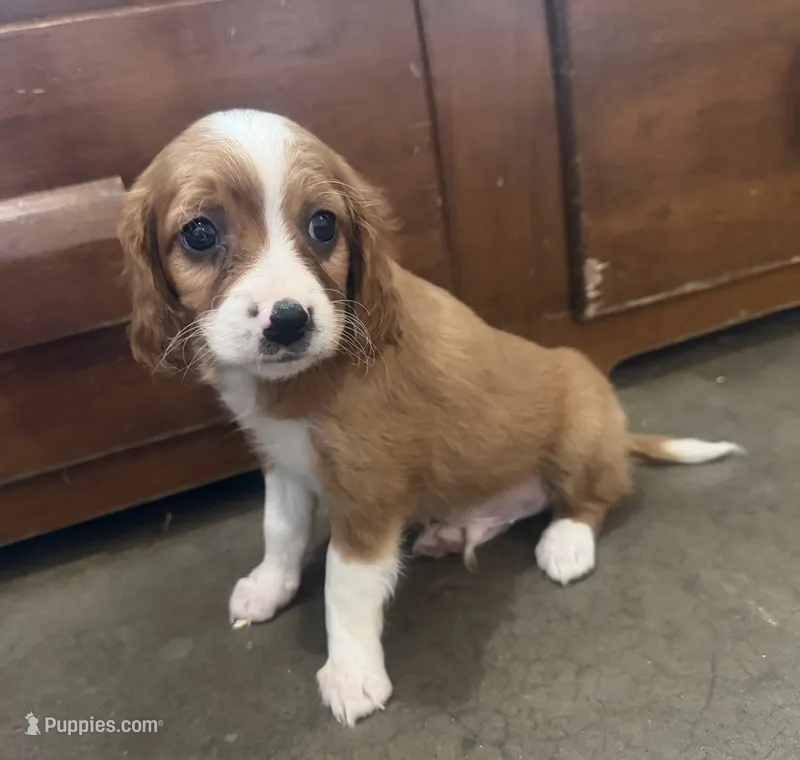 Jingle – Cavapoo puppy for sale in Thorp, WI