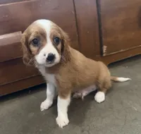 Jingle, a male Cavapoo for sale in Thorp, WI – 1 of 9