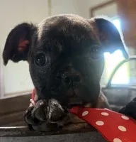 Smores, a male French Bulldog and Pug for sale in Thorp, WI – 1 of 10