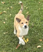 Lucky, a female Shiba Inu and Shetland Sheepdog for sale in Thorp, WI – 4 of 10
