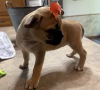 Patty, a female French Bulldog and Pug for sale in Thorp, WI – 10 of 10