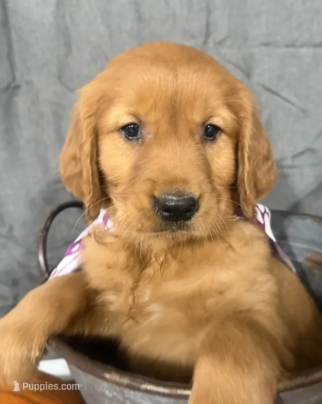 AKC Tassie  – Golden Retriever puppy for sale in Thorp, WI