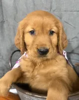 AKC Tassie , a female Golden Retriever for sale in Thorp, WI – 1 of 3