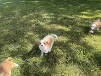 Rosy, a female Cavapoo for sale in Thorp, WI – 10 of 10