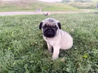 AKC Rocky, a male Pug for sale in Thorp, WI – 4 of 10