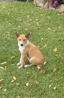 Lucky, a female Shiba Inu and Shetland Sheepdog for sale in Thorp, WI – 8 of 10