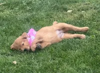 AKC Kelly, a female Golden Retriever for sale in Thorp, WI – 2 of 3
