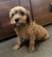 Buddy, a male Cavapoo for sale in Thorp, WI – 6 of 10