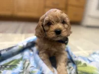 Nolan, a male Cavapoo for sale in Thorp, WI – 10 of 10