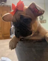 Patty, a female French Bulldog and Pug for sale in Thorp, WI – 9 of 10