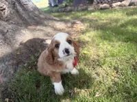 Ricky, a male Cavapoo for sale in Thorp, WI – 7 of 10