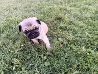 AKC Rocky, a male Pug for sale in Thorp, WI – 8 of 10