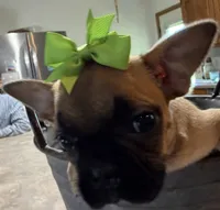 Petunia, a female French Bulldog and Pug for sale in Thorp, WI – 9 of 10