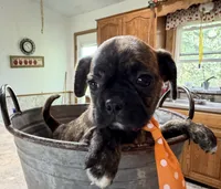 Coffee Bean, a male French Bulldog and Pug for sale in Thorp, WI – 5 of 10