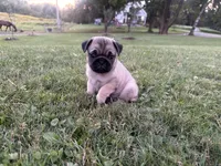 AKC River, a male Pug for sale in Thorp, WI – 6 of 10