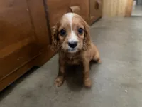 Frisky, a male Cavapoo for sale in Thorp, WI – 2 of 10
