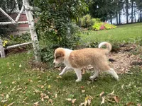 Jasper, a male Shiba Inu and Shetland Sheepdog for sale in Thorp, WI – 7 of 10