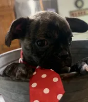 Smores, a male French Bulldog and Pug for sale in Thorp, WI – 3 of 10