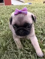 Raina, a female Pug for sale in Thorp, WI – 2 of 10