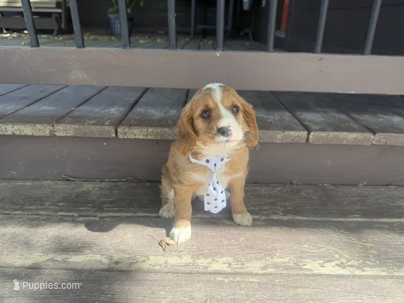Rascal – Cavapoo puppy for sale in Thorp, WI