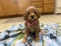 Nina , a female Cavapoo for sale in Thorp, WI – 9 of 10