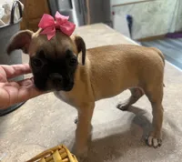 Daisy, a female French Bulldog and Pug for sale in Thorp, WI – 8 of 10