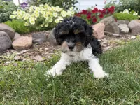 Bode, a male Cavapoo for sale in Thorp, WI – 2 of 10