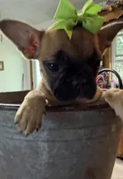 Petunia, a female French Bulldog and Pug for sale in Thorp, WI – 6 of 10