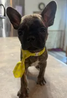 Peanut, a male French Bulldog and Pug for sale in Thorp, WI – 2 of 10