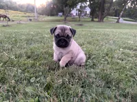 AKC River, a male Pug for sale in Thorp, WI – 3 of 10