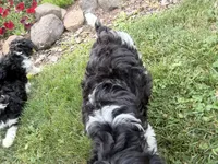 Bode, a male Cavapoo for sale in Thorp, WI – 4 of 10